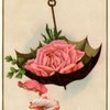TheRose O.